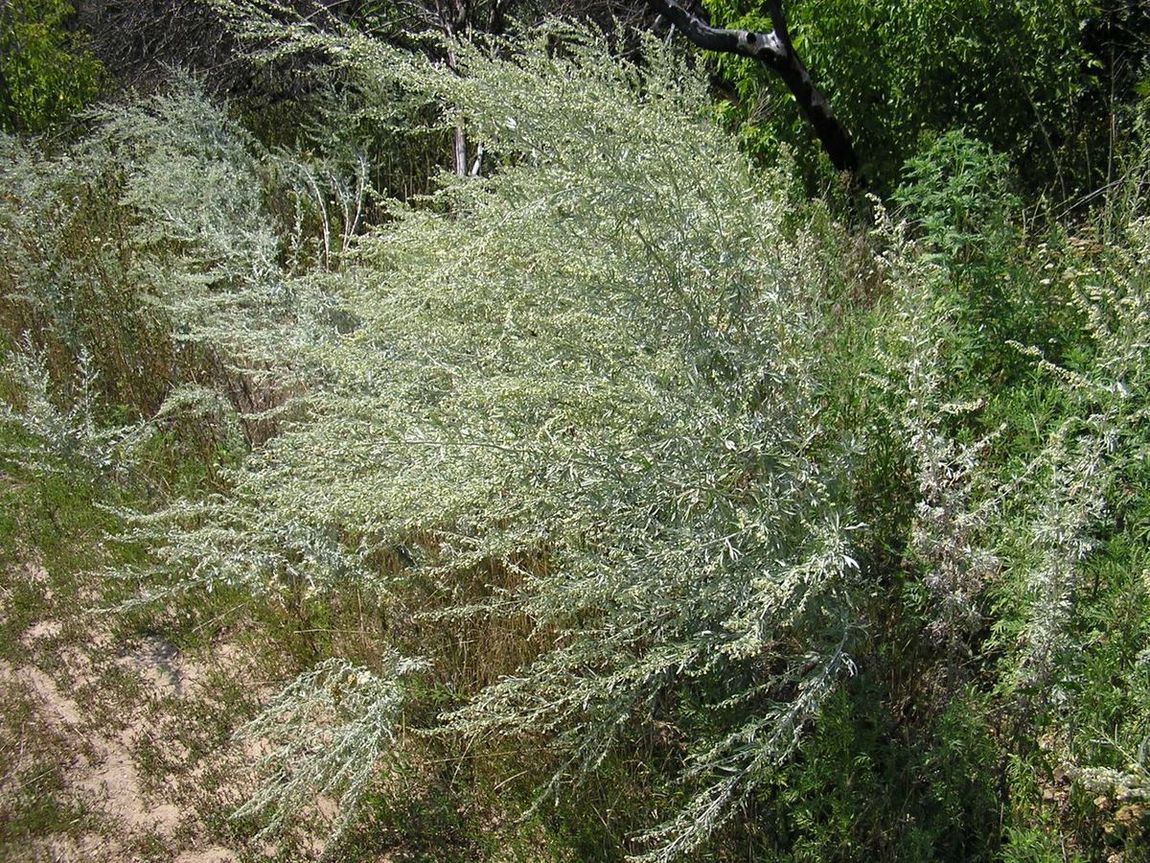 Изображение особи Artemisia absinthium.