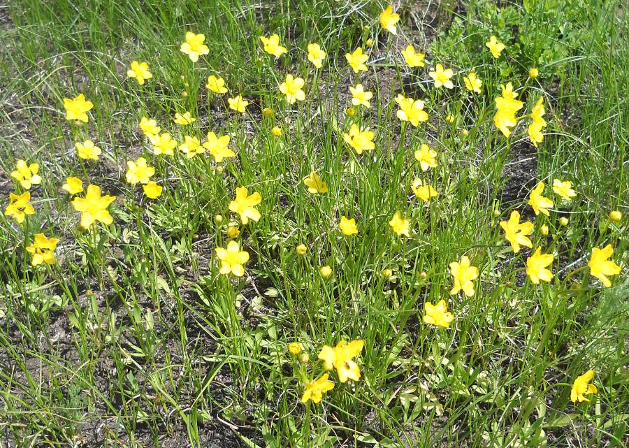 Image of Ranunculus pedatus specimen.