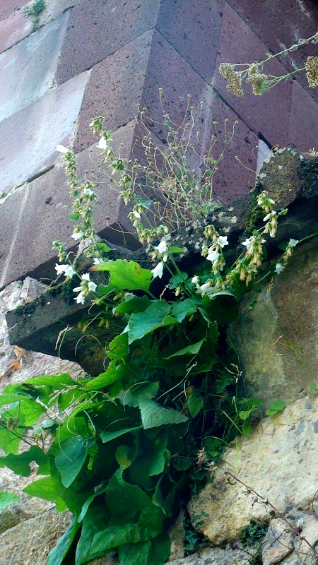 Изображение особи Campanula alliariifolia.