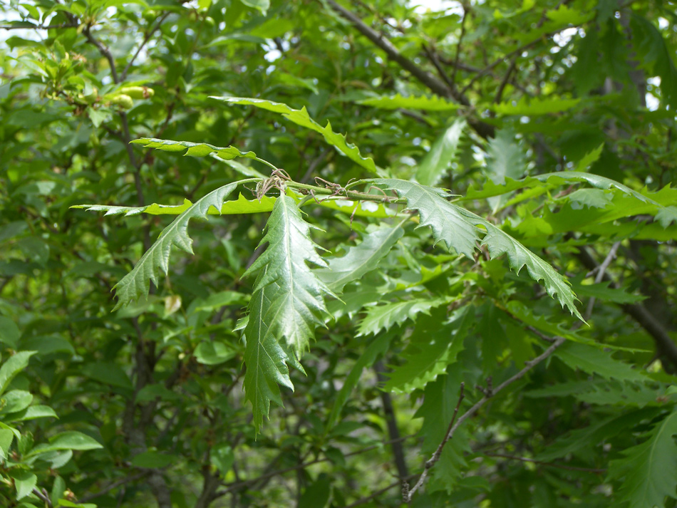 Изображение особи Quercus castaneifolia.