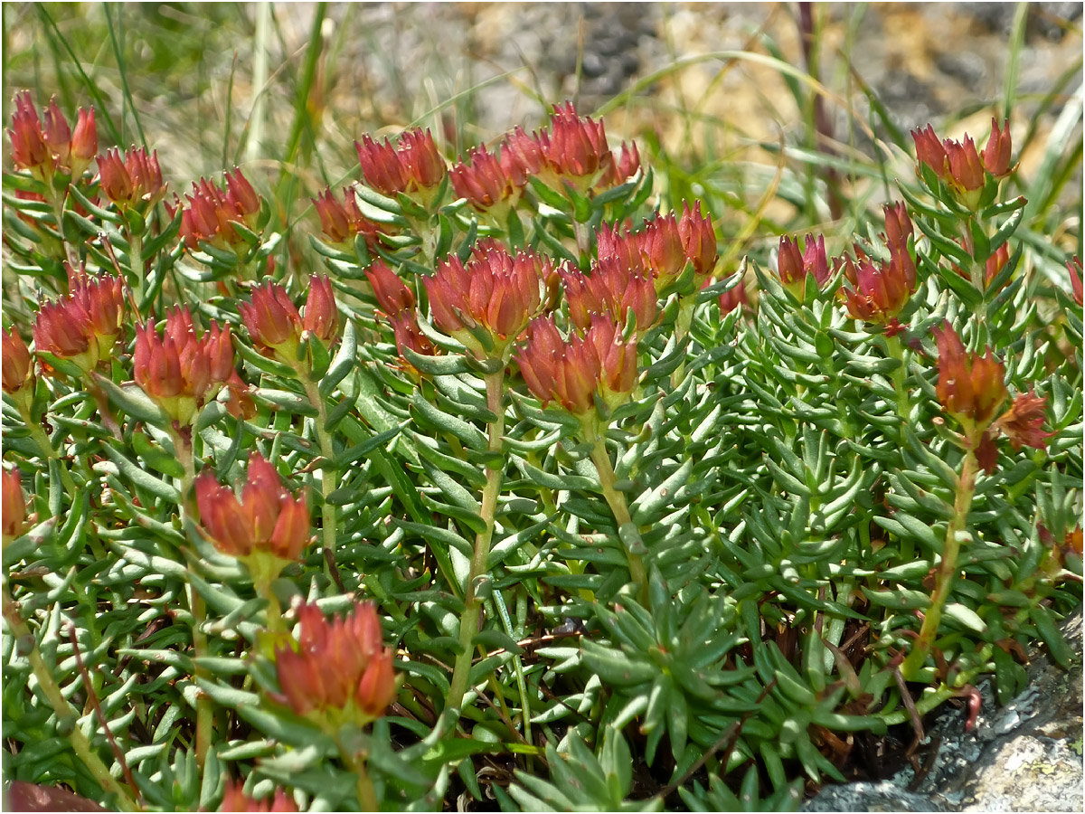 Изображение особи Rhodiola quadrifida.