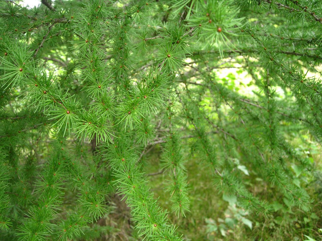 Image of Larix kaempferi specimen.