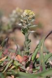 Alyssum simplex
