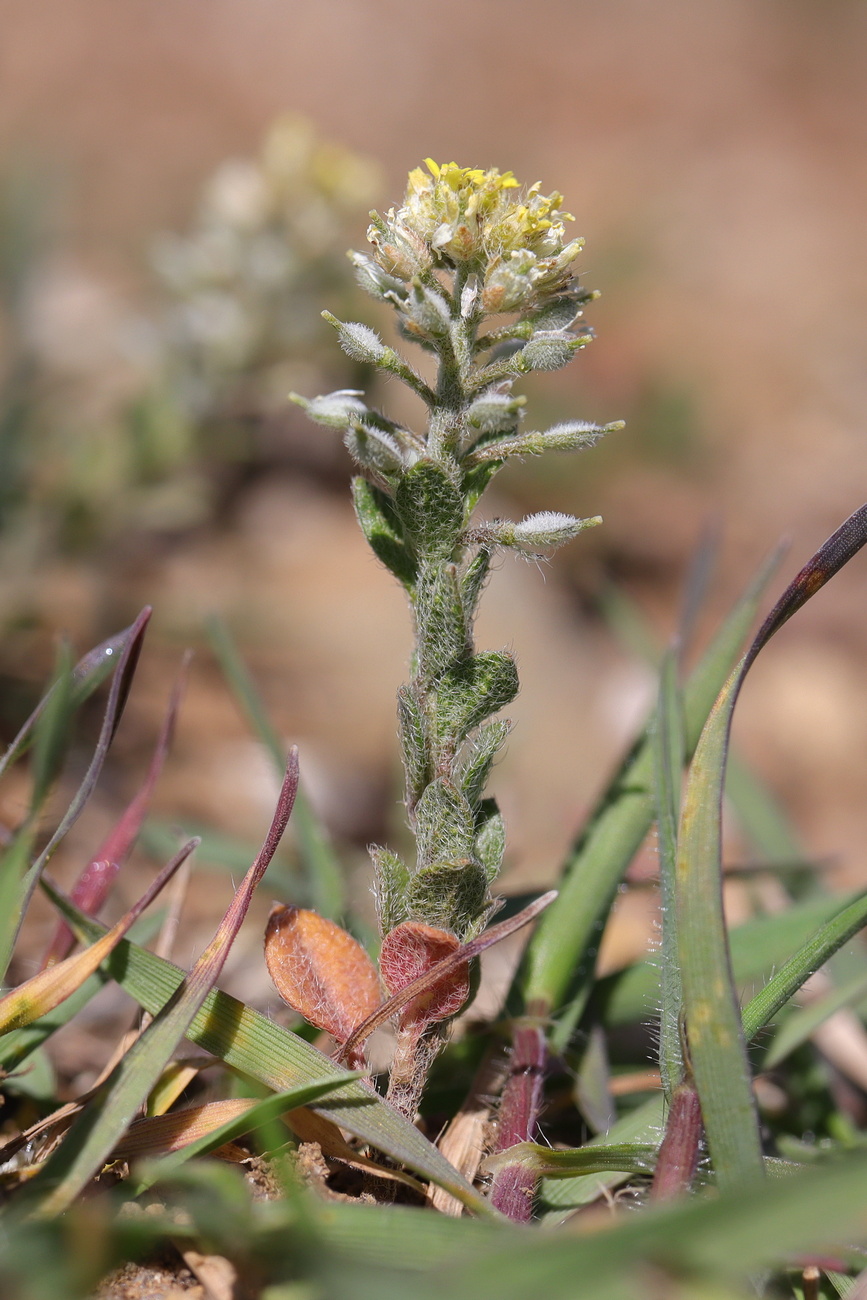 Image of Alyssum simplex specimen.