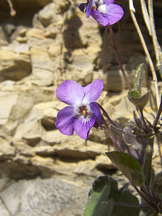 Image of Viola dehnhardtii specimen.