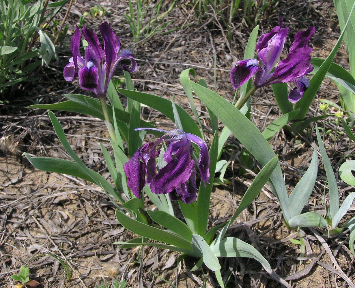 Image of Iris pumila specimen.