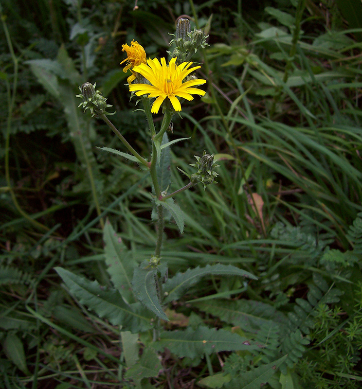 Image of Picris hieracioides specimen.