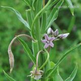 Metaplexis japonica. Часть побега, обвивающего Oenothera, с соцветием. Приморский край, Уссурийский р-н, окр. с. Монакино. 02.08.2011.