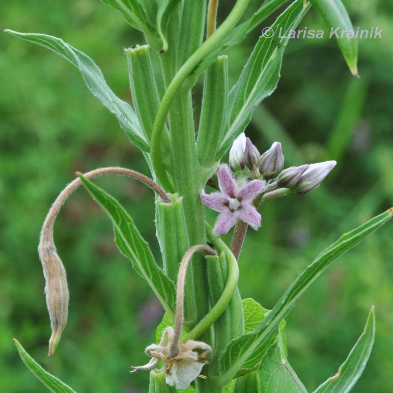 Изображение особи Metaplexis japonica.