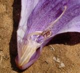 Jacaranda mimosifolia