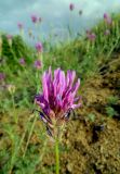 Astragalus onobrychis