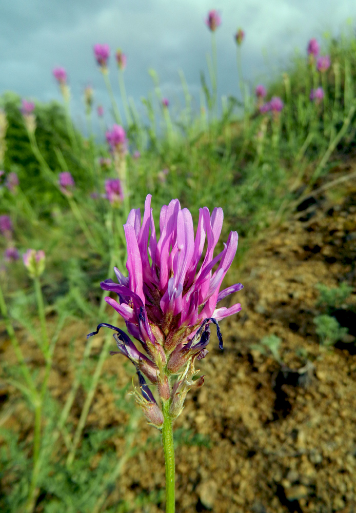 Изображение особи Astragalus onobrychis.