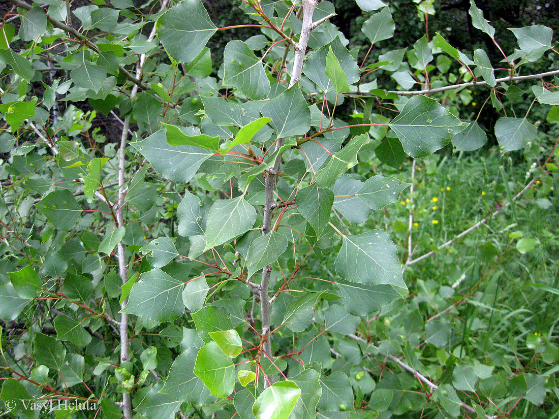 Image of Populus nigra specimen.