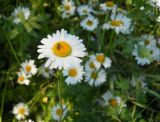 Leucanthemum vulgare