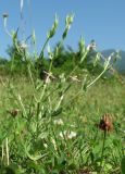 Centaurium meyeri