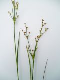 Juncus articulatus. Верхушка цветущего растения. Московская обл., Лотошинский р-н, окр. дер. Савостино. 02.07.2012.