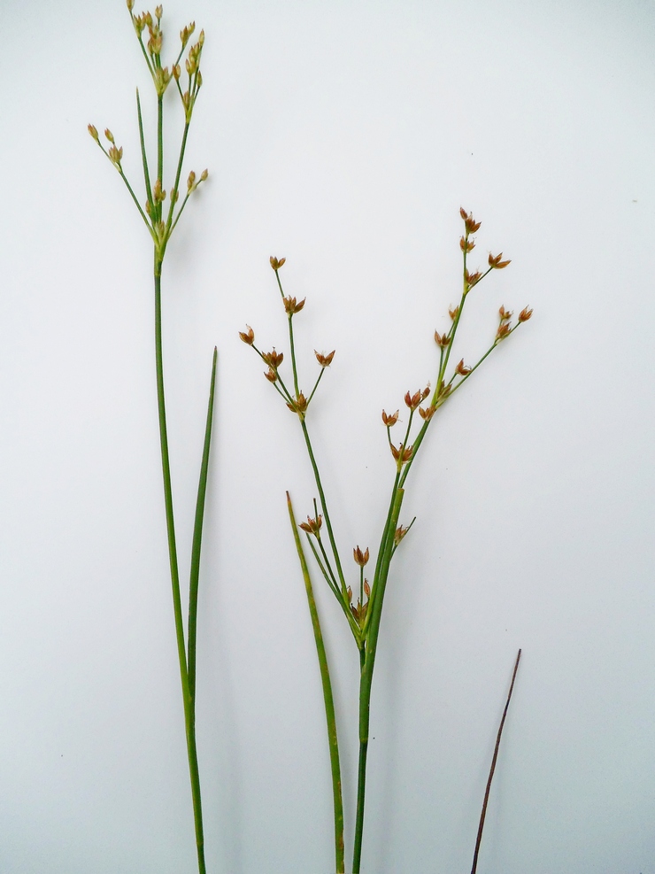 Image of Juncus articulatus specimen.