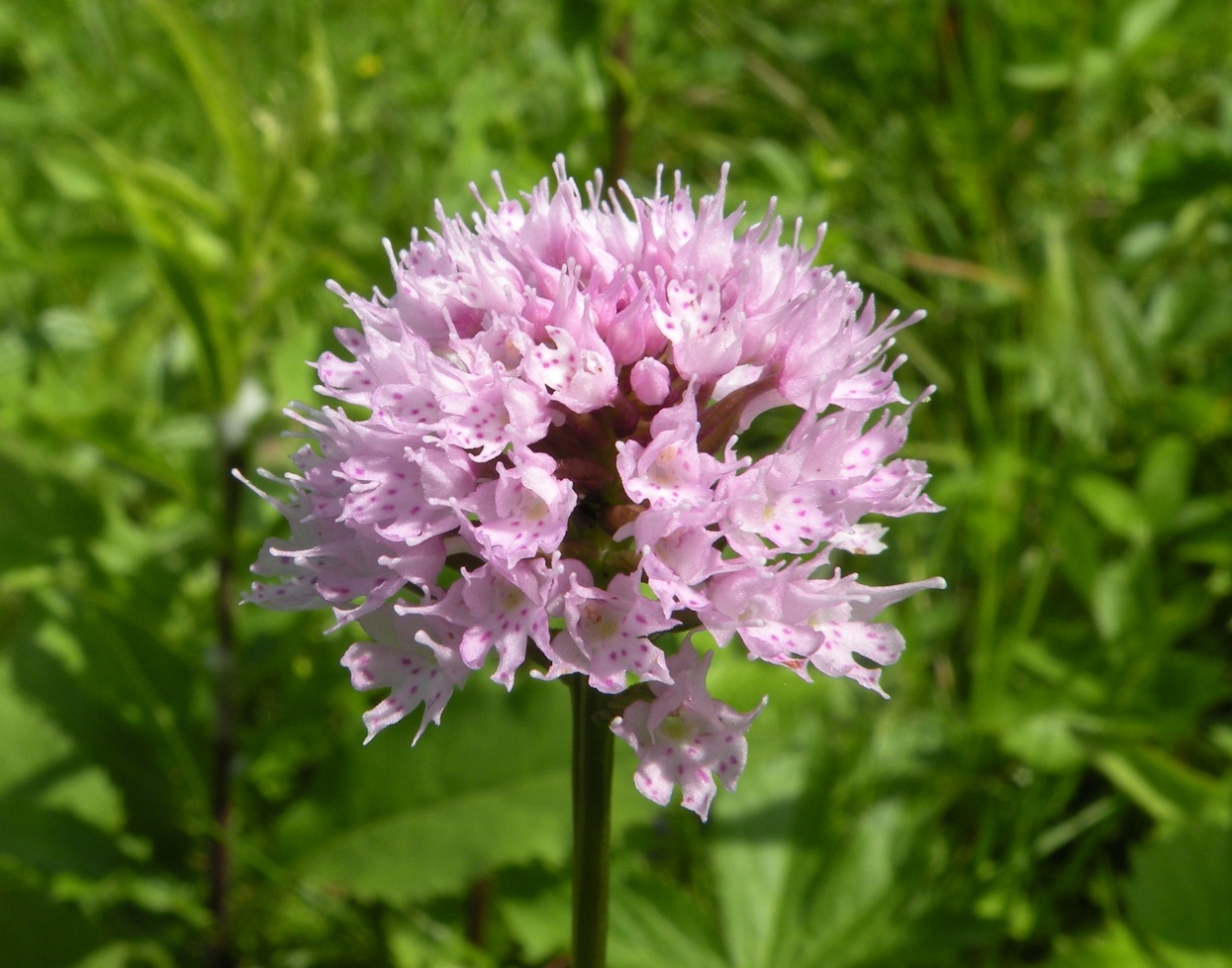 Image of Traunsteinera globosa specimen.