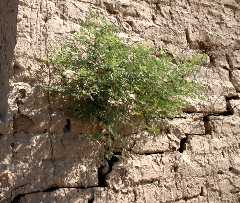 Изображение особи Lagonychium farctum.