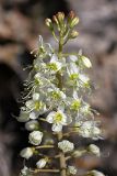 Eremurus lactiflorus