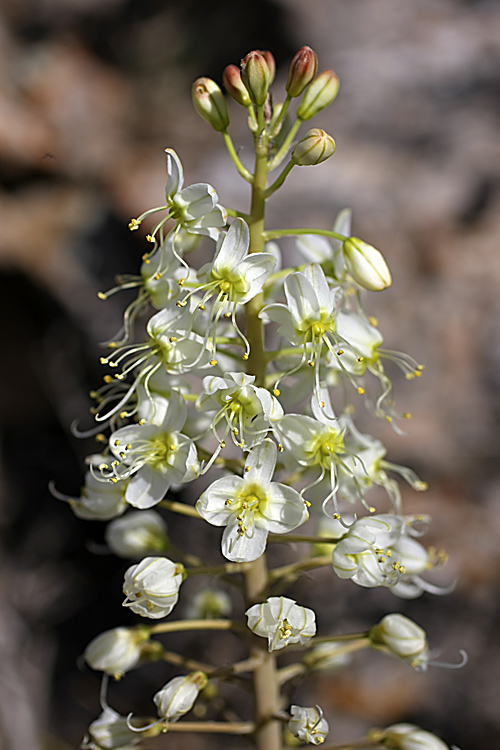 Изображение особи Eremurus lactiflorus.