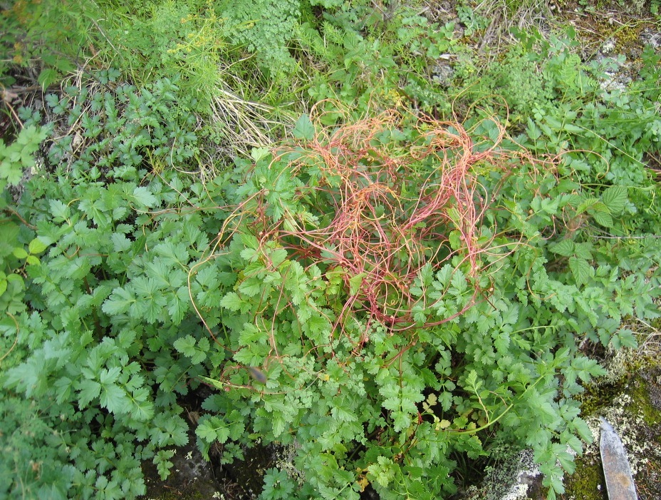 Image of Cuscuta europaea specimen.