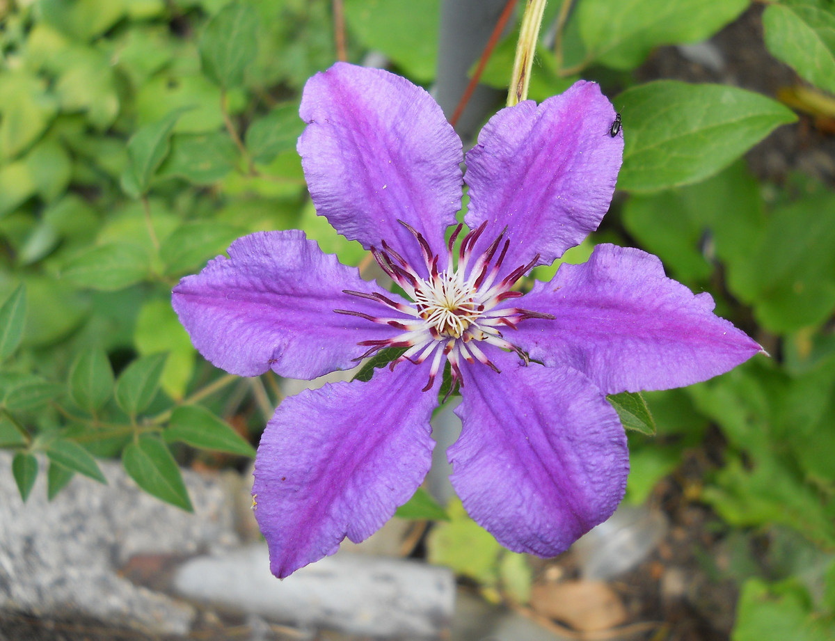 Изображение особи Clematis &times; jackmanii.