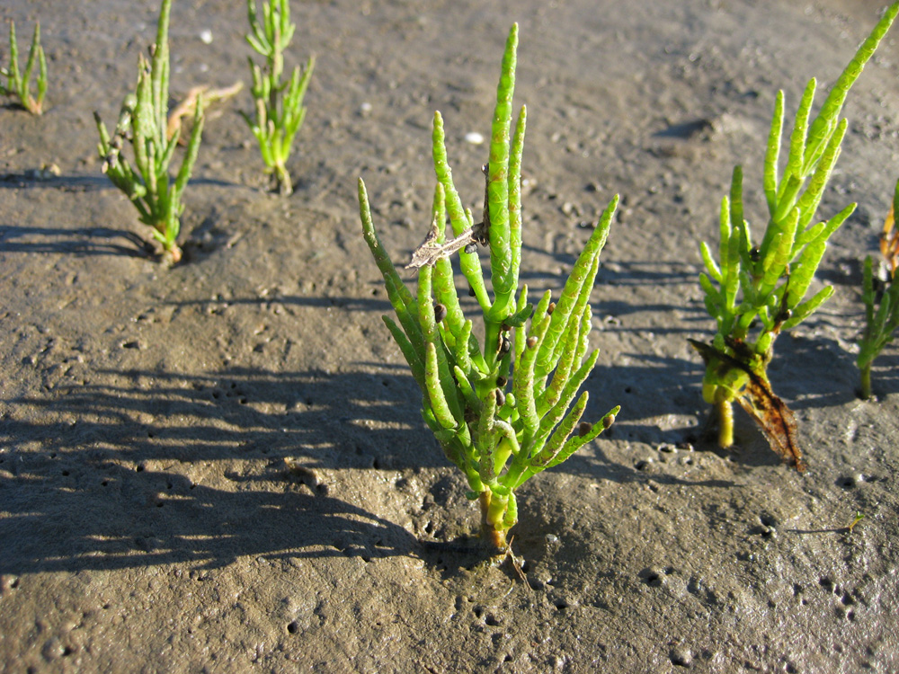 Изображение особи Salicornia europaea.