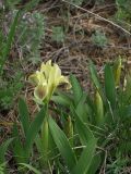 Iris pumila