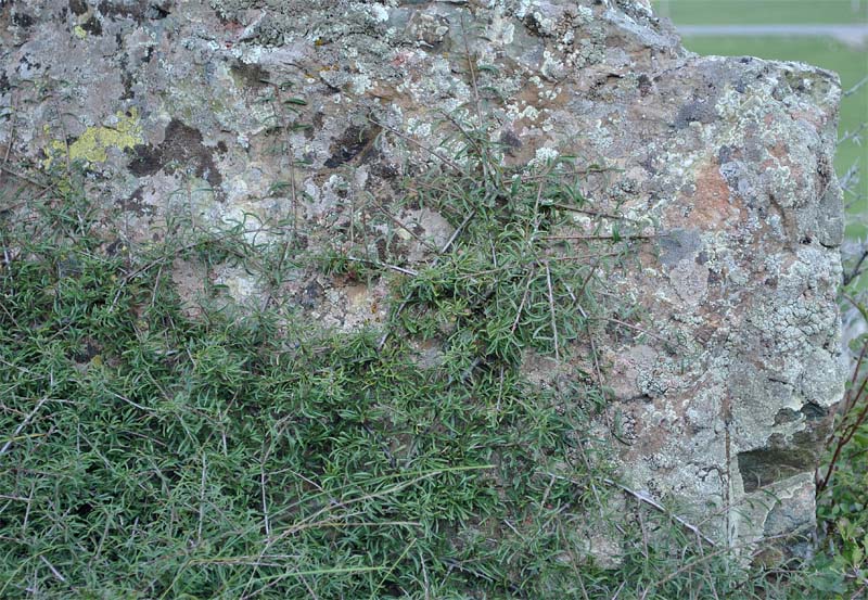 Image of Rhamnus tortuosa specimen.