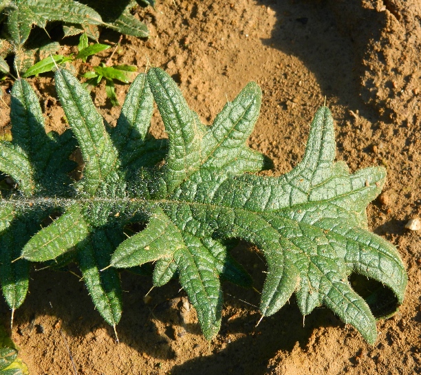 Image of Cirsium vulgare specimen.