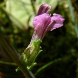 Pedicularis palustris