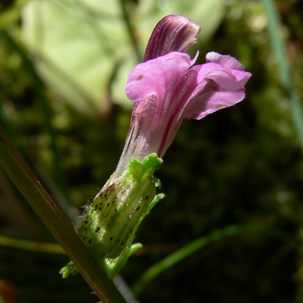 Image of Pedicularis palustris specimen.