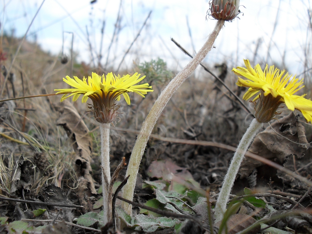 Изображение особи Taraxacum serotinum.