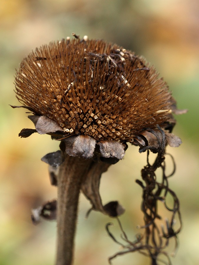 Изображение особи Telekia speciosa.