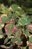 Houttuynia cordata