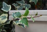 Hedera helix