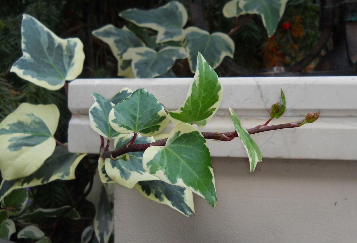 Image of Hedera helix specimen.