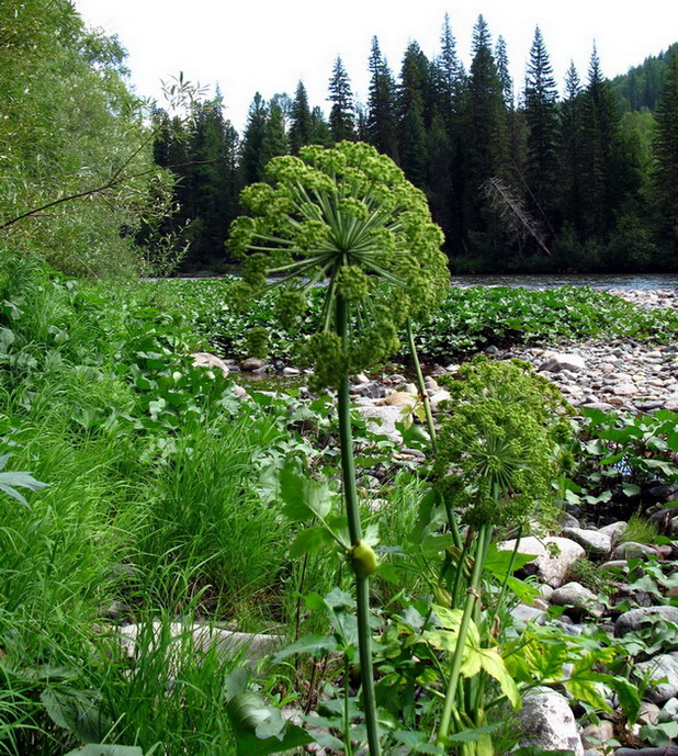 Изображение особи Archangelica sajanensis.