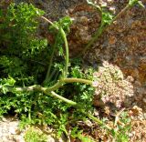 Daucus carota ssp. hispanicus