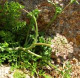 Daucus carota subspecies hispanicus. Верхняя часть побега с соцветием. Испания, Каталония, Жирона, Тосса-де-Мар, крепость Вила-Велья. 24.06.2012.