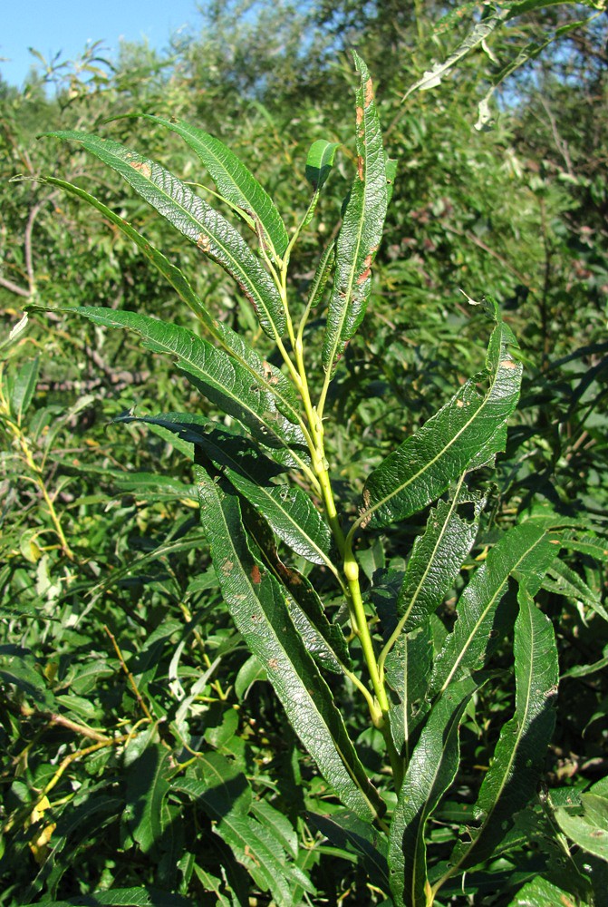 Изображение особи Salix gmelinii.