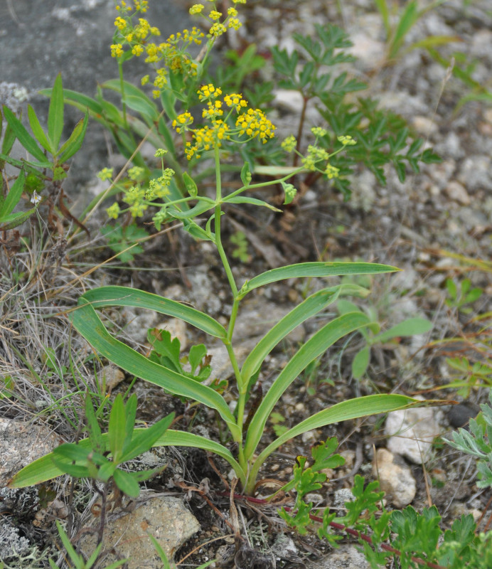 Изображение особи Bupleurum komarovianum.