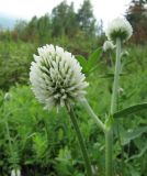 Trifolium montanum. Соцветие. Иркутская обл., г. Бодайбо, правый борт долины р. Витим, луг. 04.07.2012.