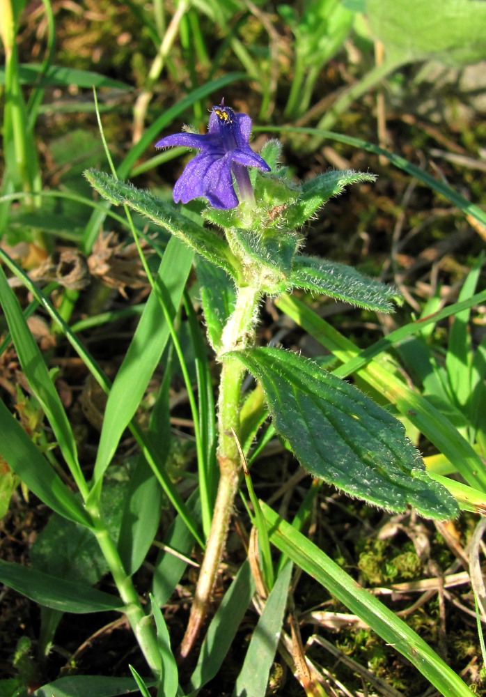 Изображение особи Ajuga genevensis.