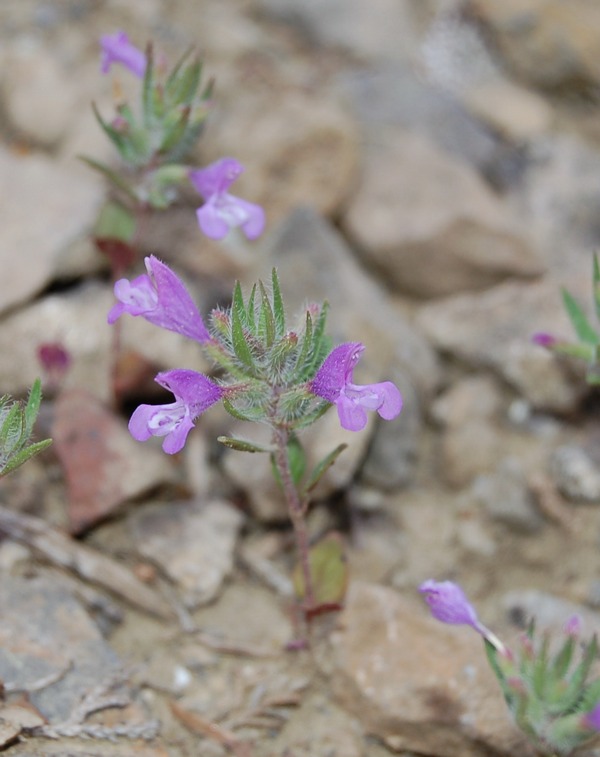 Image of Ziziphora taurica specimen.