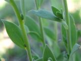 Linaria albifrons