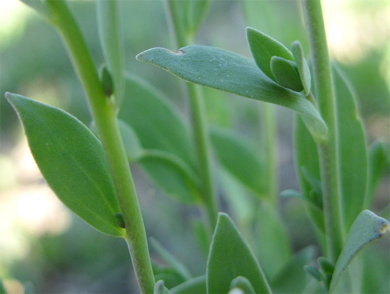 Image of Linaria albifrons specimen.