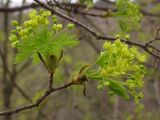 Acer platanoides. Ветвь с соцветиями. Крым, Севастополь, ур. Максимова Дача. 7 апреля 2013 г.