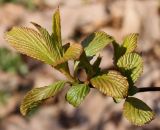 Viburnum farreri